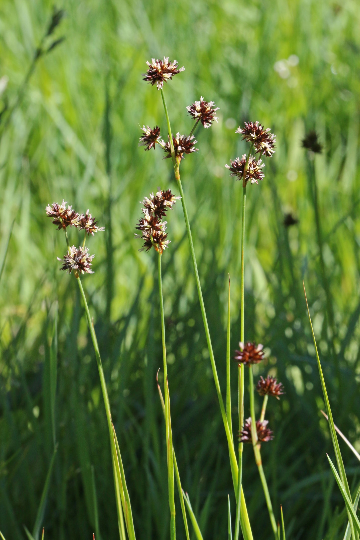 ~ Swordleaf Rush - Juncus Ensifolius