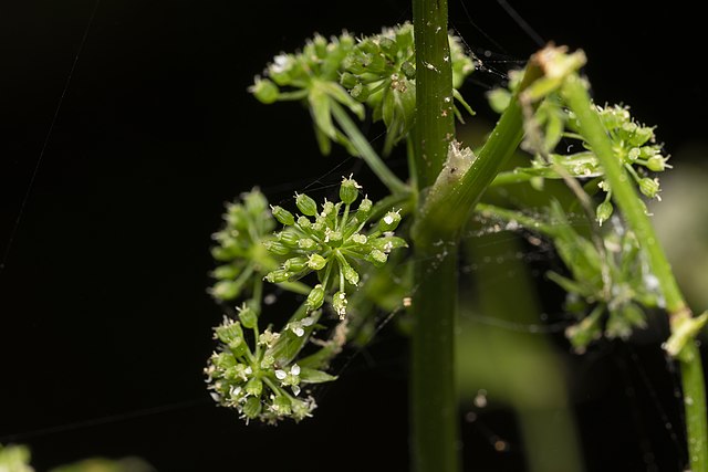 ~ Fool's Watercress - Apium Nodiflorum