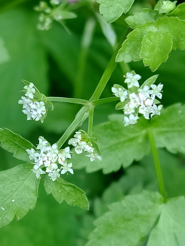 ~ Fool's Watercress - Apium Nodiflorum
