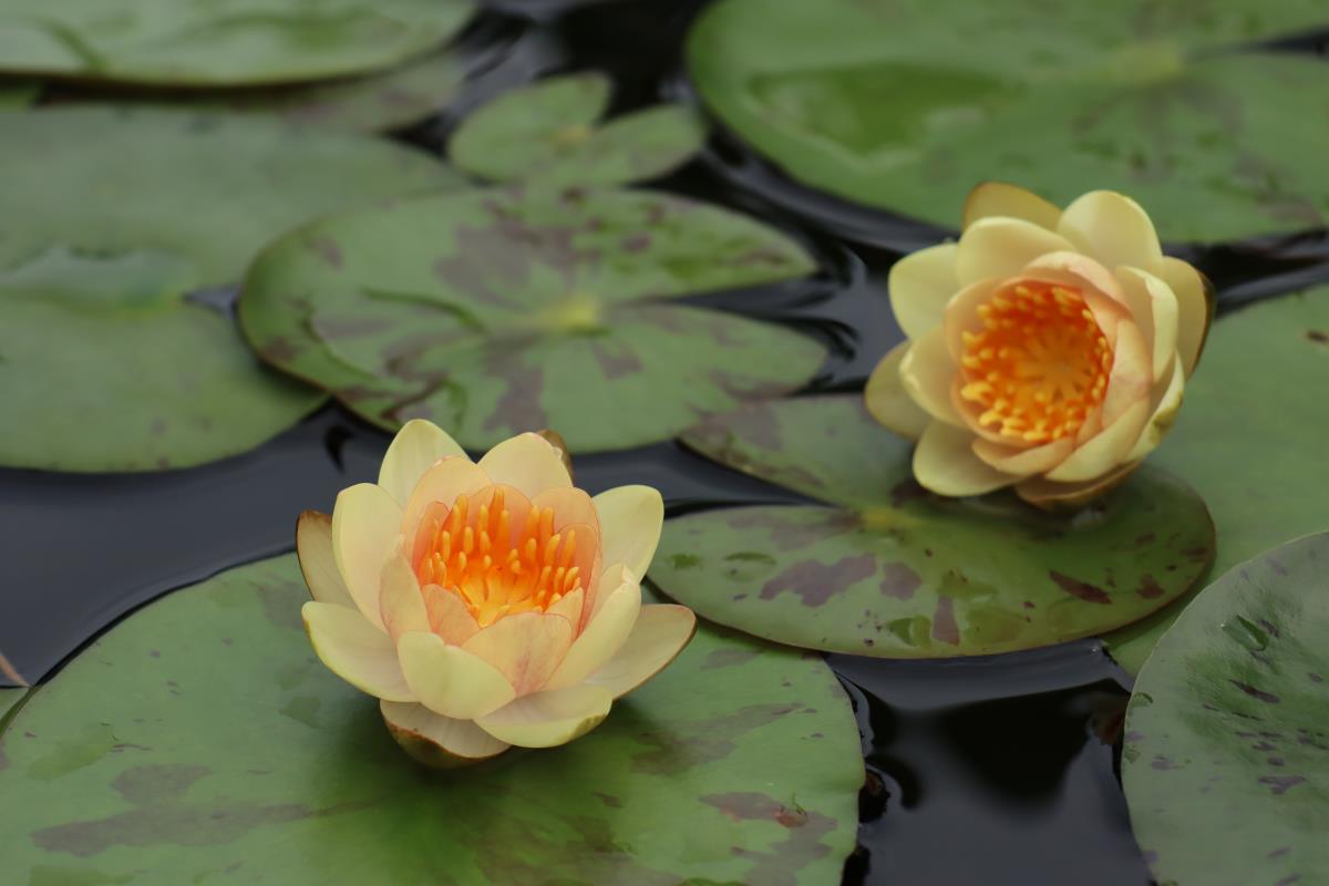 Rare Mature WaterLily - (3 Litre) - Chrysantha (Orangey) - S