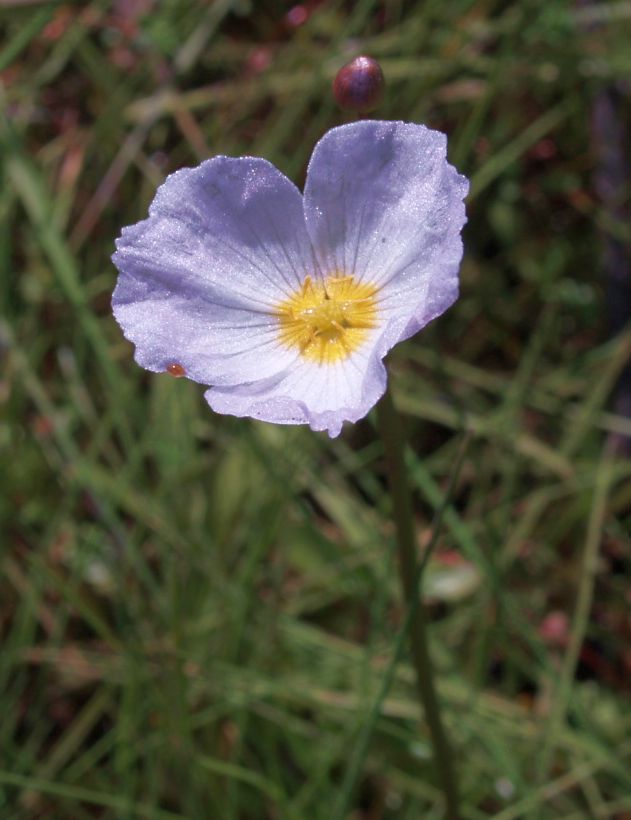 ~ Fool's Watercress - Apium Nodiflorum