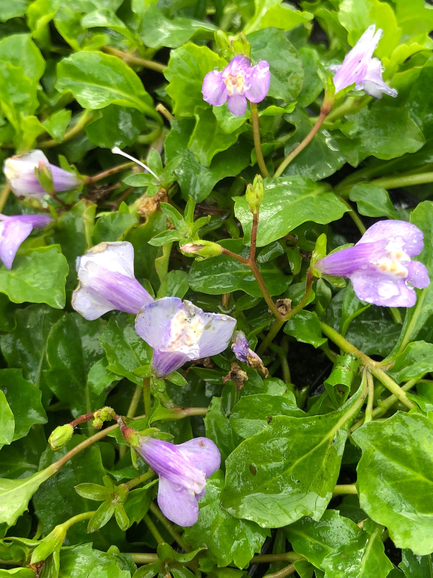 ~ Blue Chinese Marshflower - Mazus Reptans Blue