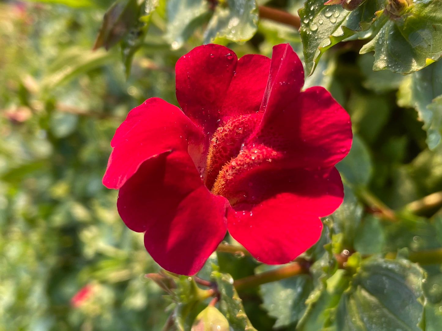 ~ Red Monkey Musk - Mimulus Cupreus 'Red Emperor'.