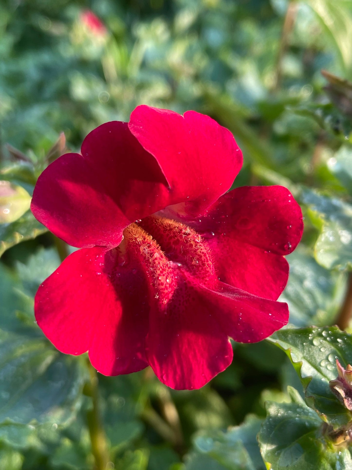 ~ Red Monkey Musk - Mimulus Cupreus 'Red Emperor'.