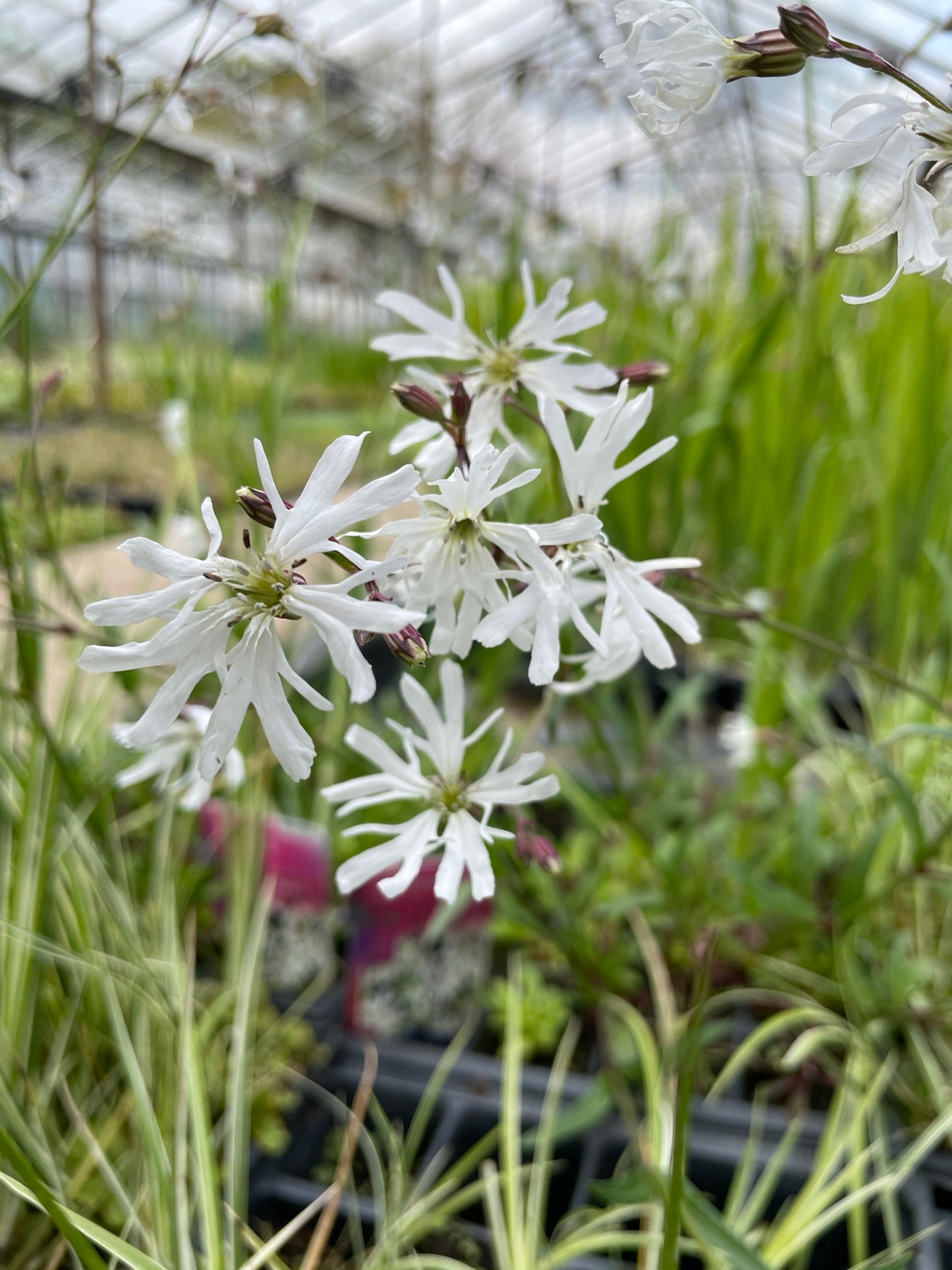 ~ White Ragged Robin - Lychnis Flos Cuculi Alba