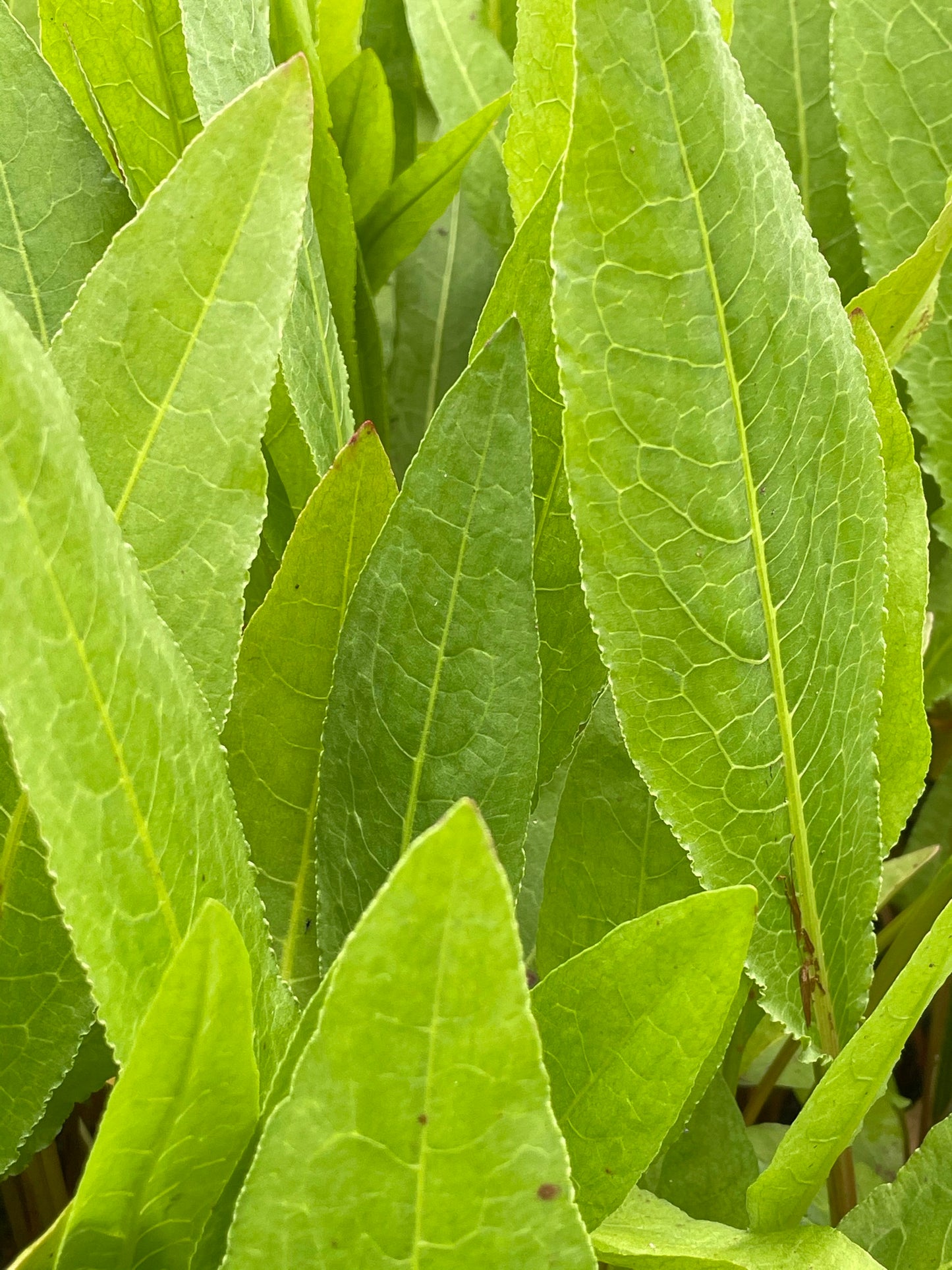 ~ Great water dock - Rumex hydrolapathum