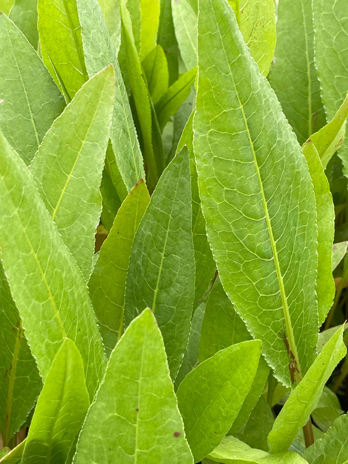 ~ Great water dock - Rumex hydrolapathum