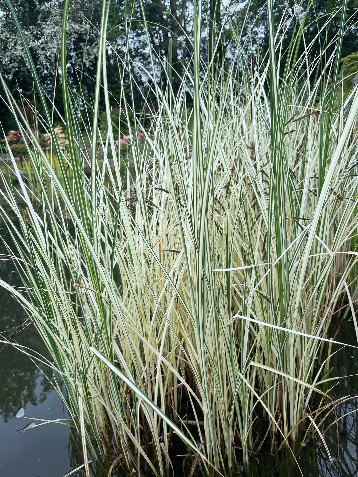 ~ Variegated Greater Pond Sedge - Carex Riparia Variegata