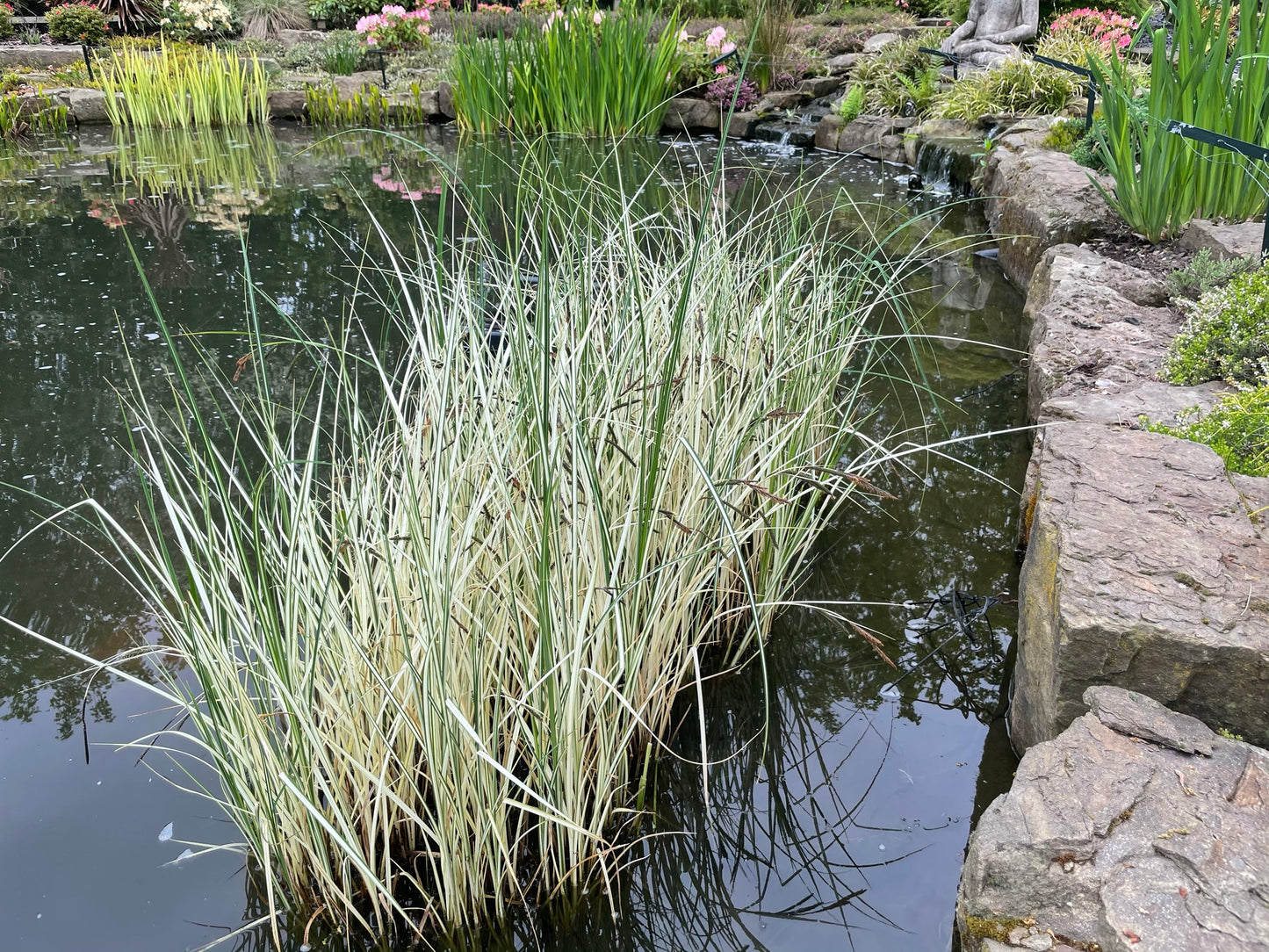 ~ Variegated Greater Pond Sedge - Carex Riparia Variegata