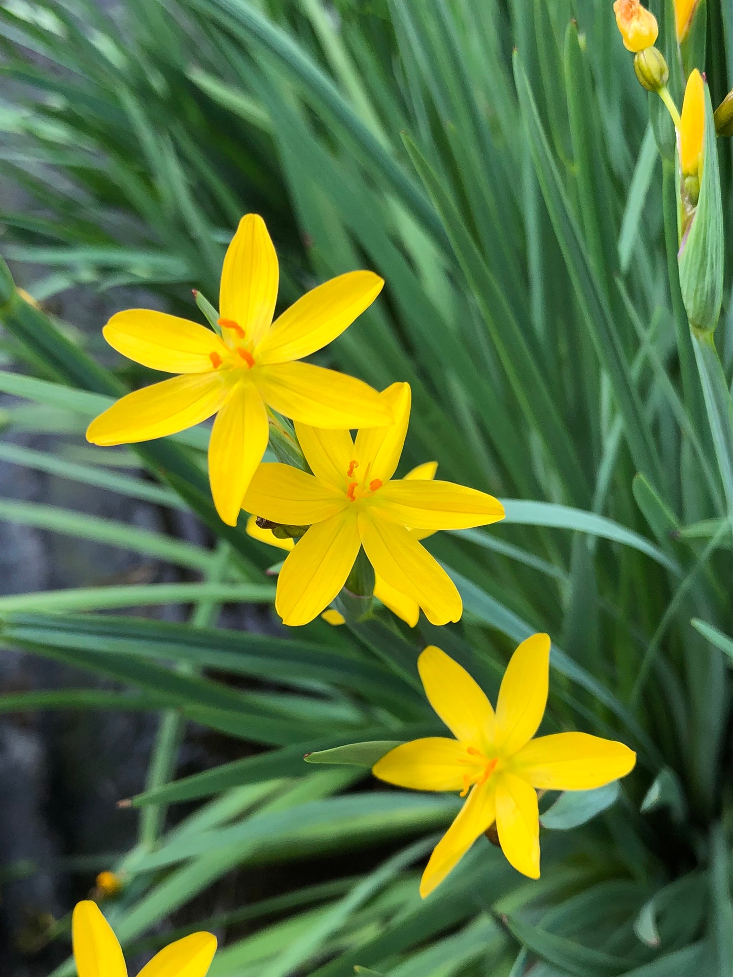 Marginal Pond Plant - (Potted 1 Litre) ~ Yellow Satin Flowers - Sisyrinchum Brachypus