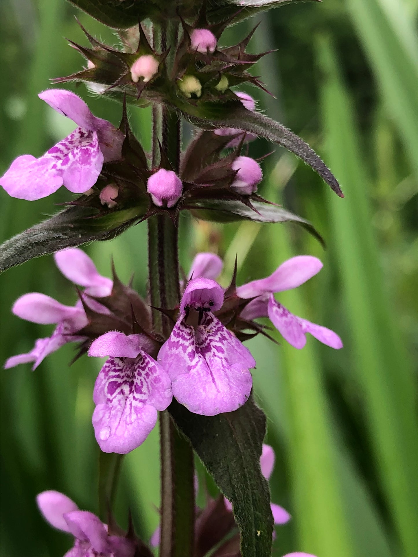 ~ Marsh Woundwort - Stachys palustris