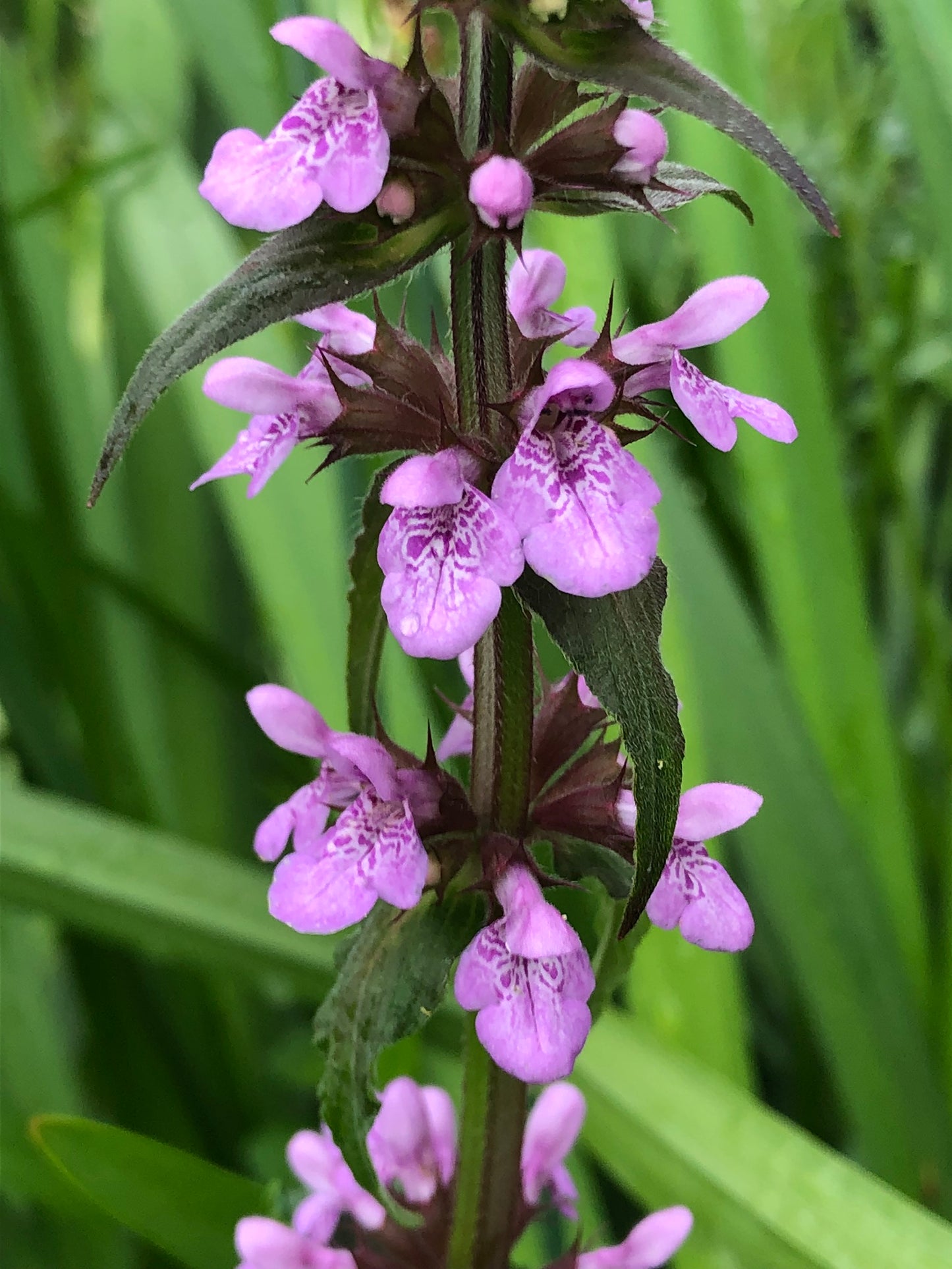 ~ Marsh Woundwort - Stachys palustris