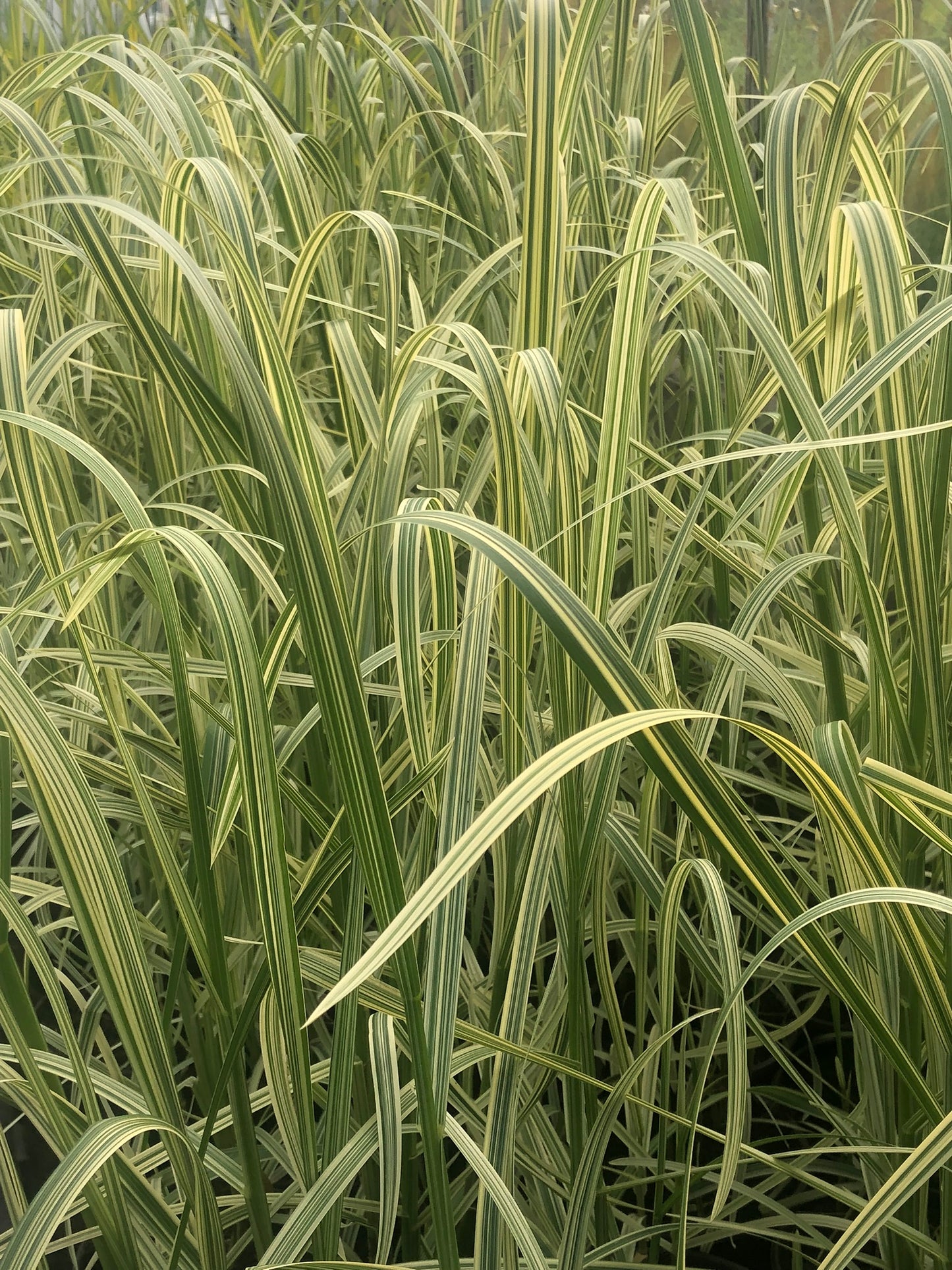 ~ Reed Sweet Grass - Glyceria Maxima Variegata