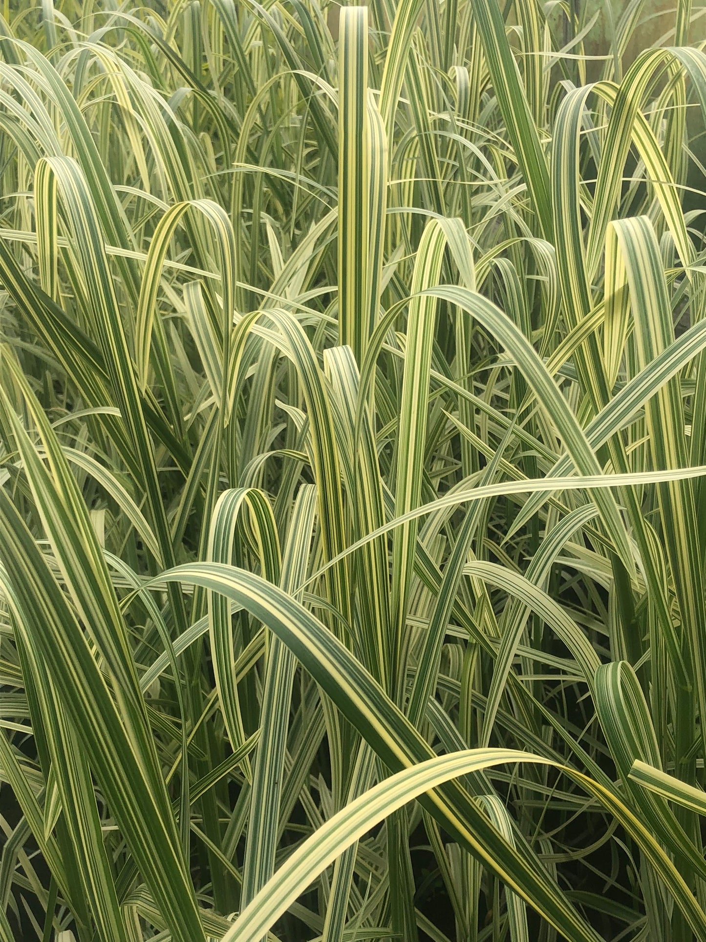 ~ Reed Sweet Grass - Glyceria Maxima Variegata