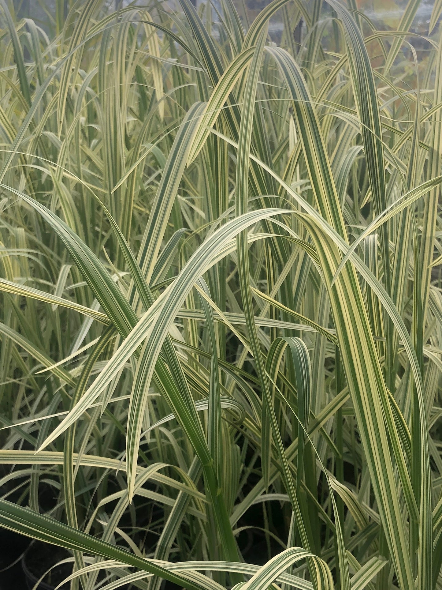 ~ Reed Sweet Grass - Glyceria Maxima Variegata