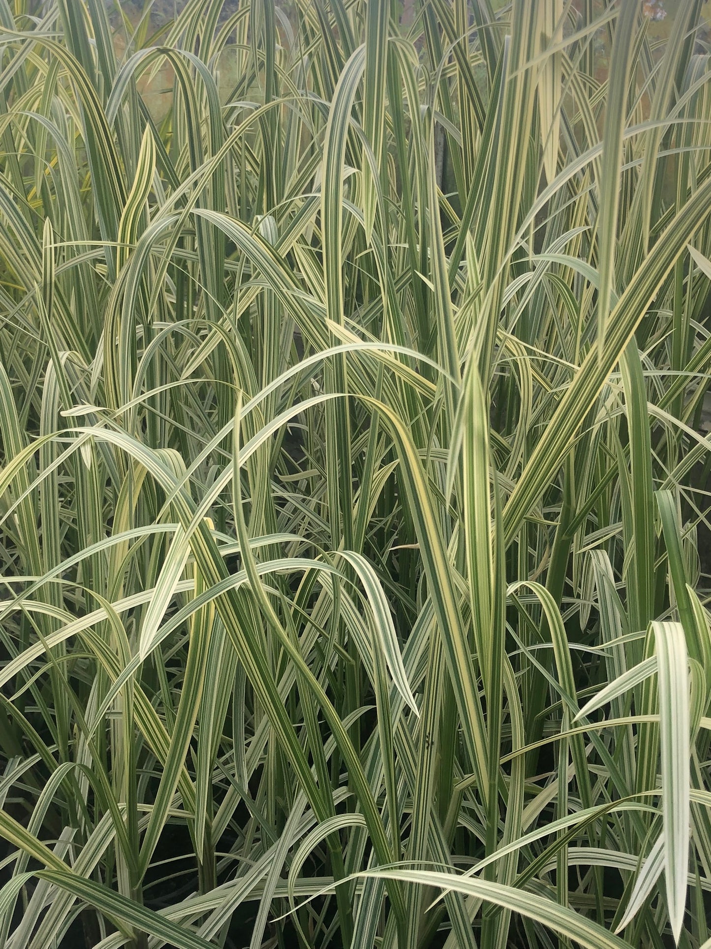 ~ Reed Sweet Grass - Glyceria Maxima Variegata