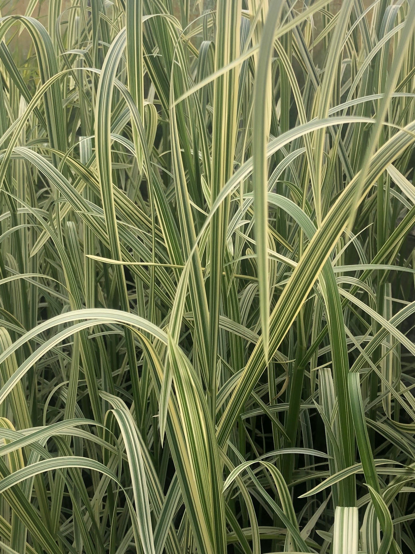 ~ Reed Sweet Grass - Glyceria Maxima Variegata