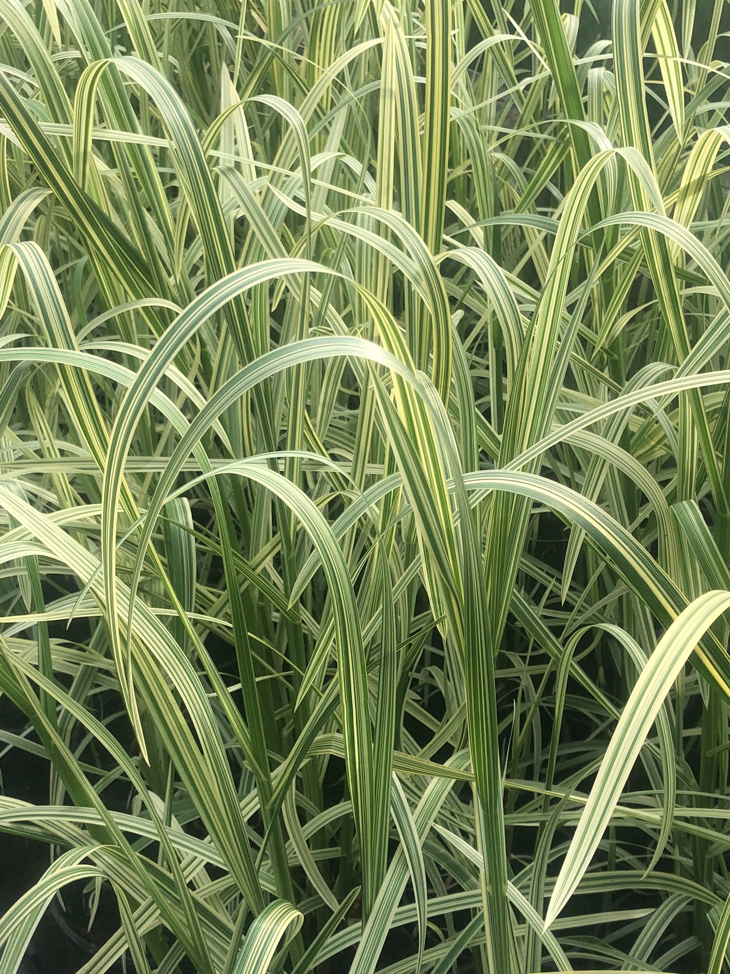 ~ Reed Sweet Grass - Glyceria Maxima Variegata