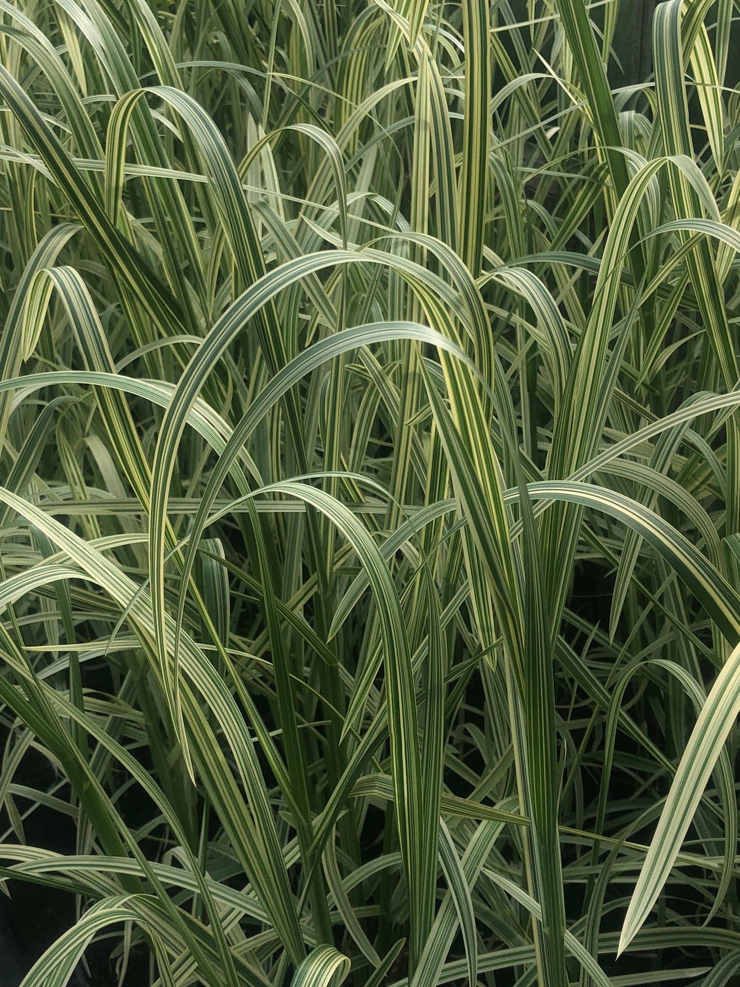 ~ Reed Sweet Grass - Glyceria Maxima Variegata