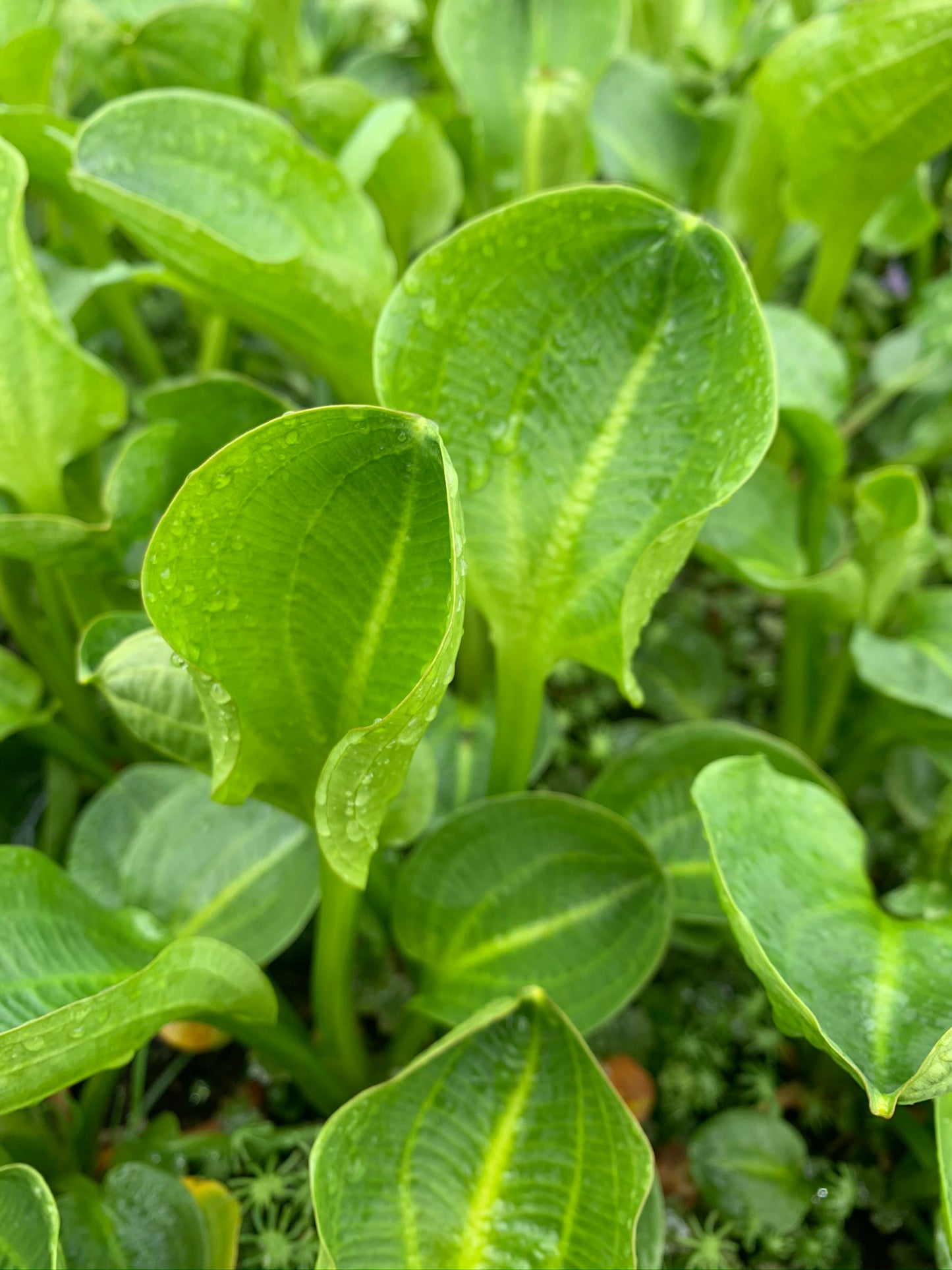 ~ American Water Plantain - Alisma Parviflora
