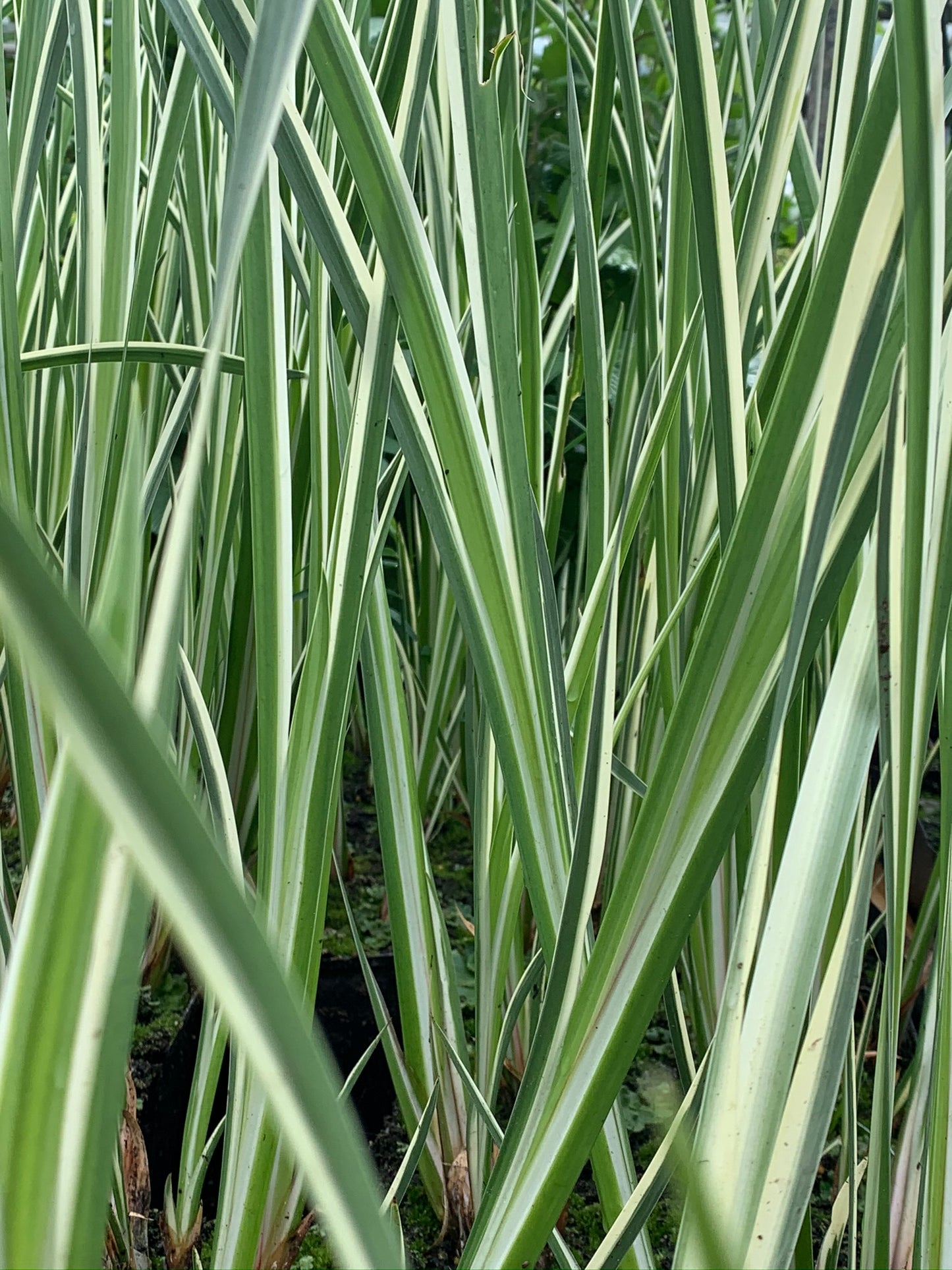 Marginal Pond Plant - (Potted 1 Litre) ~ Variegated Sweet Flag - Acorus Calamus Variegatus