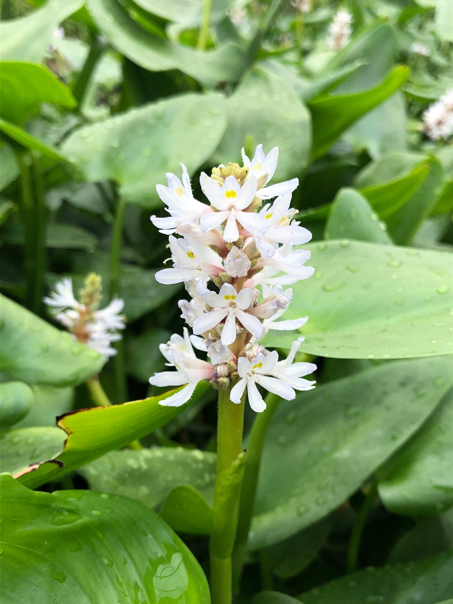 ~ White Pickeral Plant - Pontederia Cordata Alba