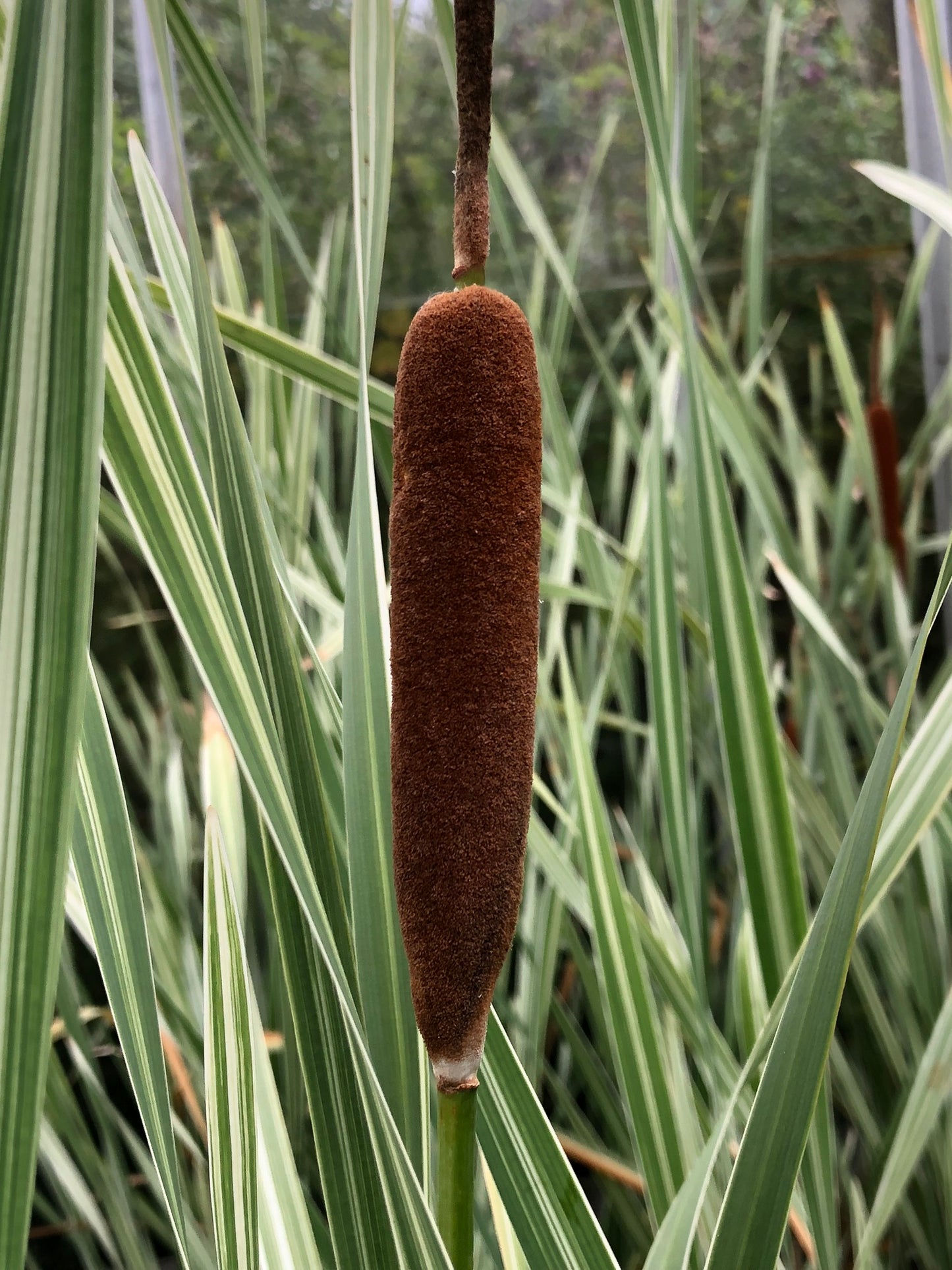 ~ Variegated Reed Mace - Typha Latifolia Varigata