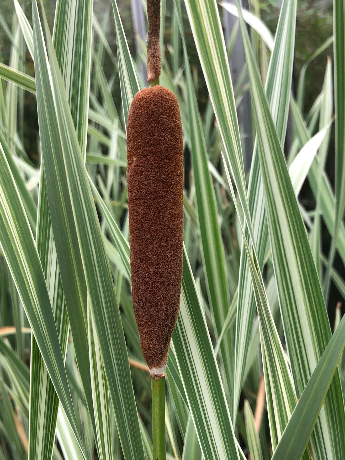~ Variegated Reed Mace - Typha Latifolia Varigata