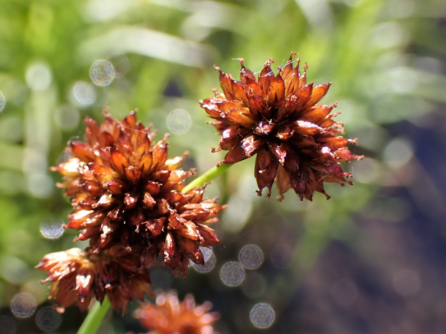 ~ Swordleaf Rush - Juncus Ensifolius