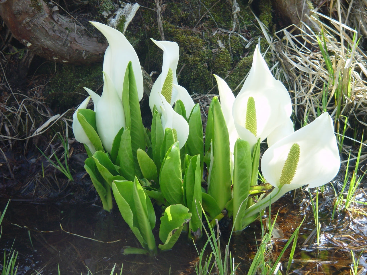 ~ White Skunk Cabbage - Lysichitum Camtschatcensis