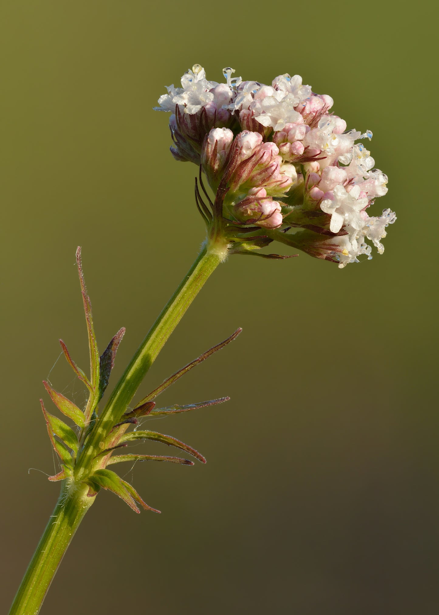 ~ Veleriana Officinalis - Valerian