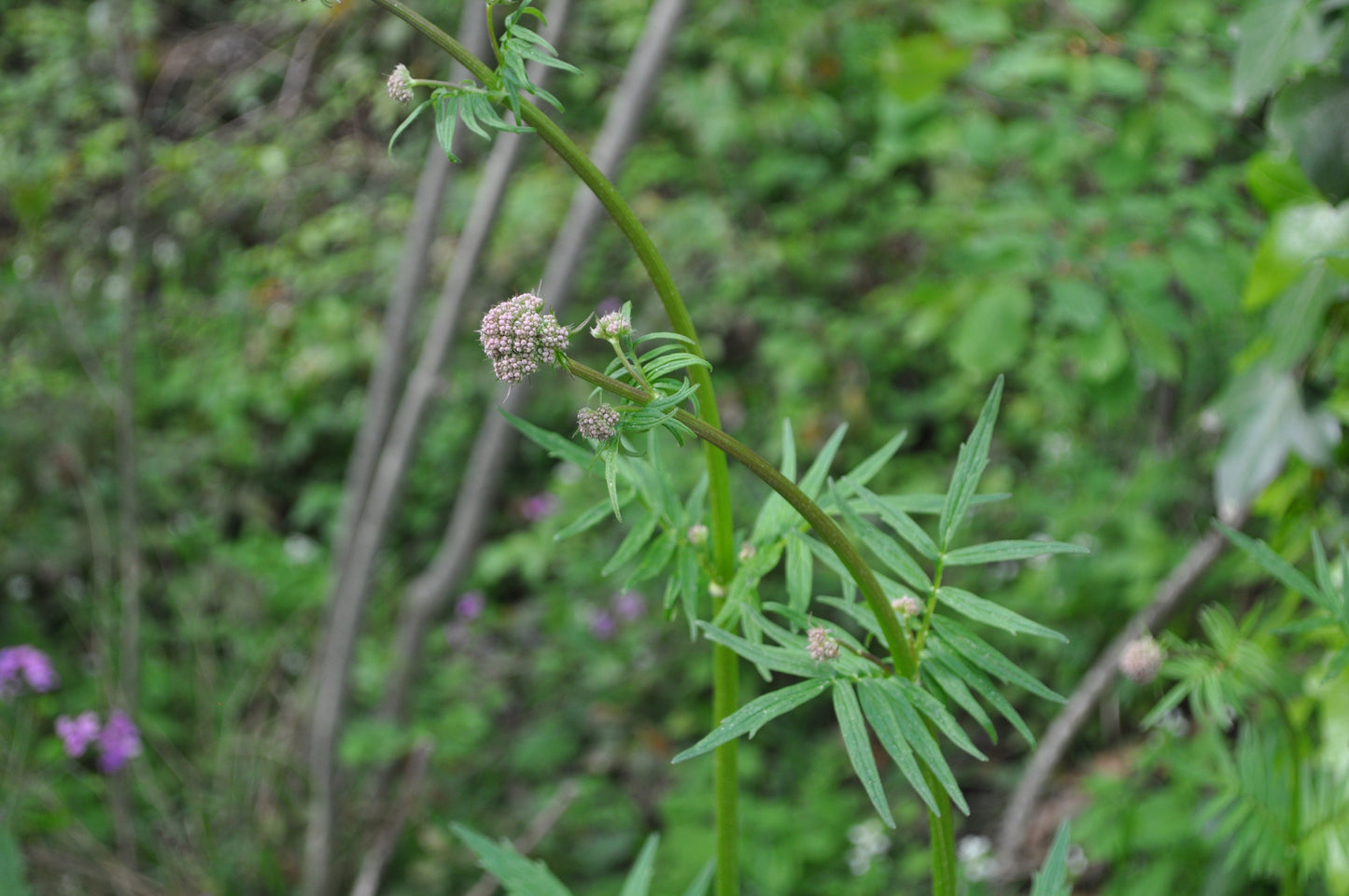 ~ Veleriana Officinalis - Valerian