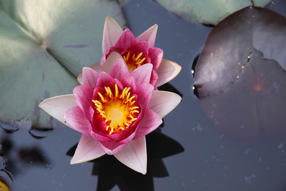 Rare Mature WaterLily - (3 Litre) - Madame De Bonseigneur - M
