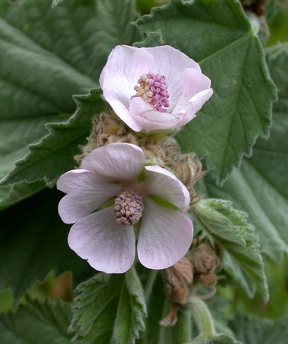 Tall Native Species - Our Pond Picks