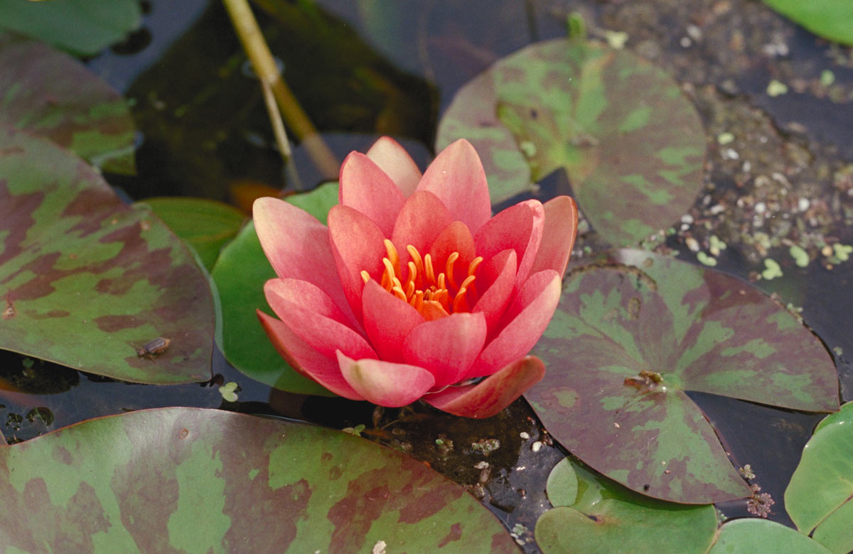 Copper Nymphaea