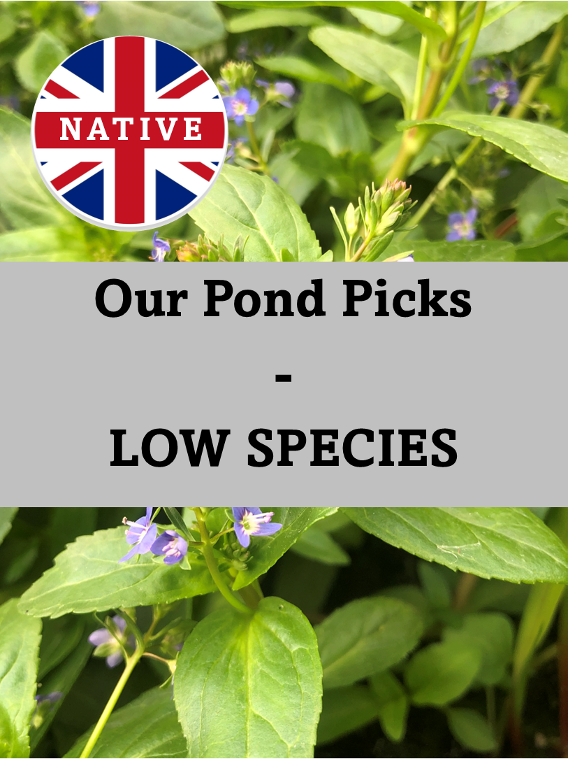 Low Native Species - Our Pond Picks