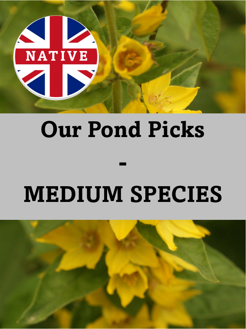 Med Native Species - Our Pond Picks