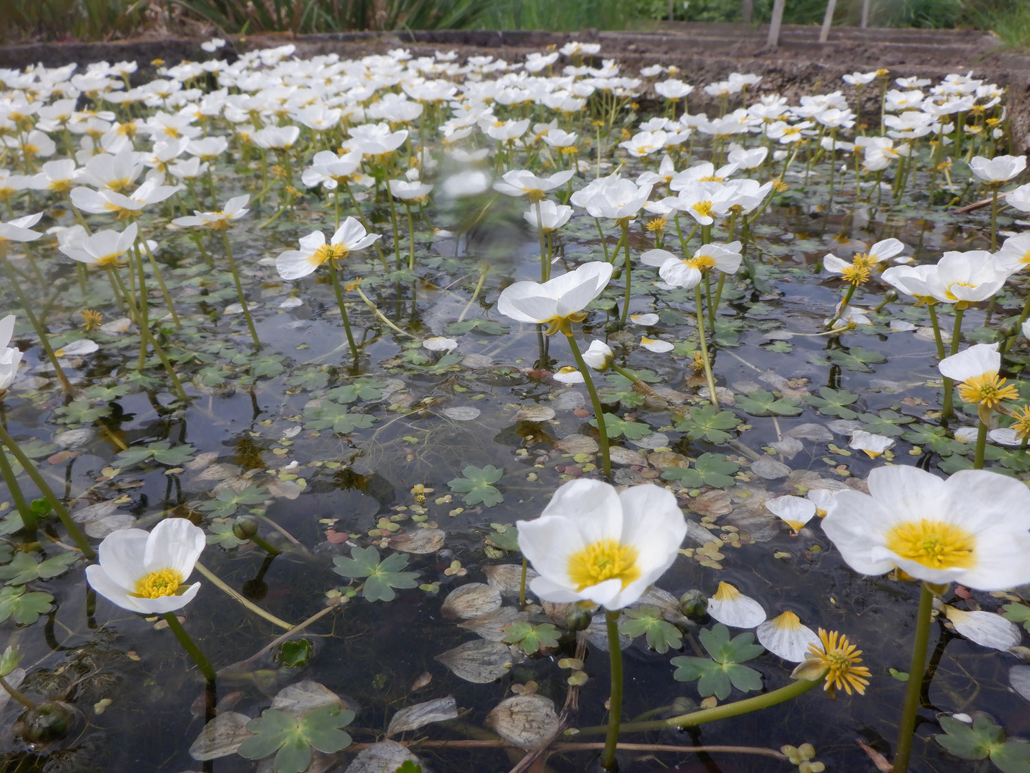 Oxygenating Pond Plants