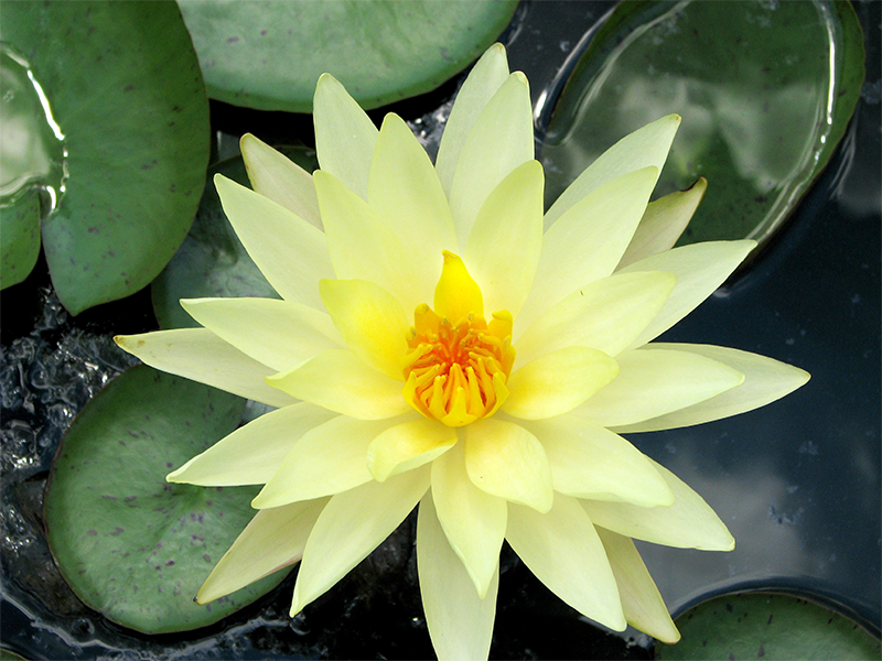 Yellow Nymphaea