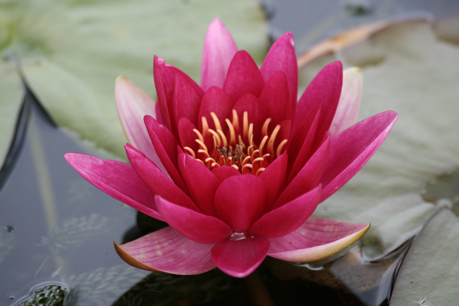 Mature, Grown on Water Lilies - Nymphaea