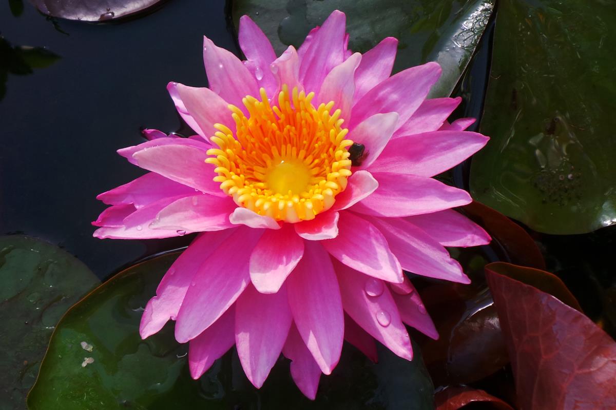 Pink Nymphaea