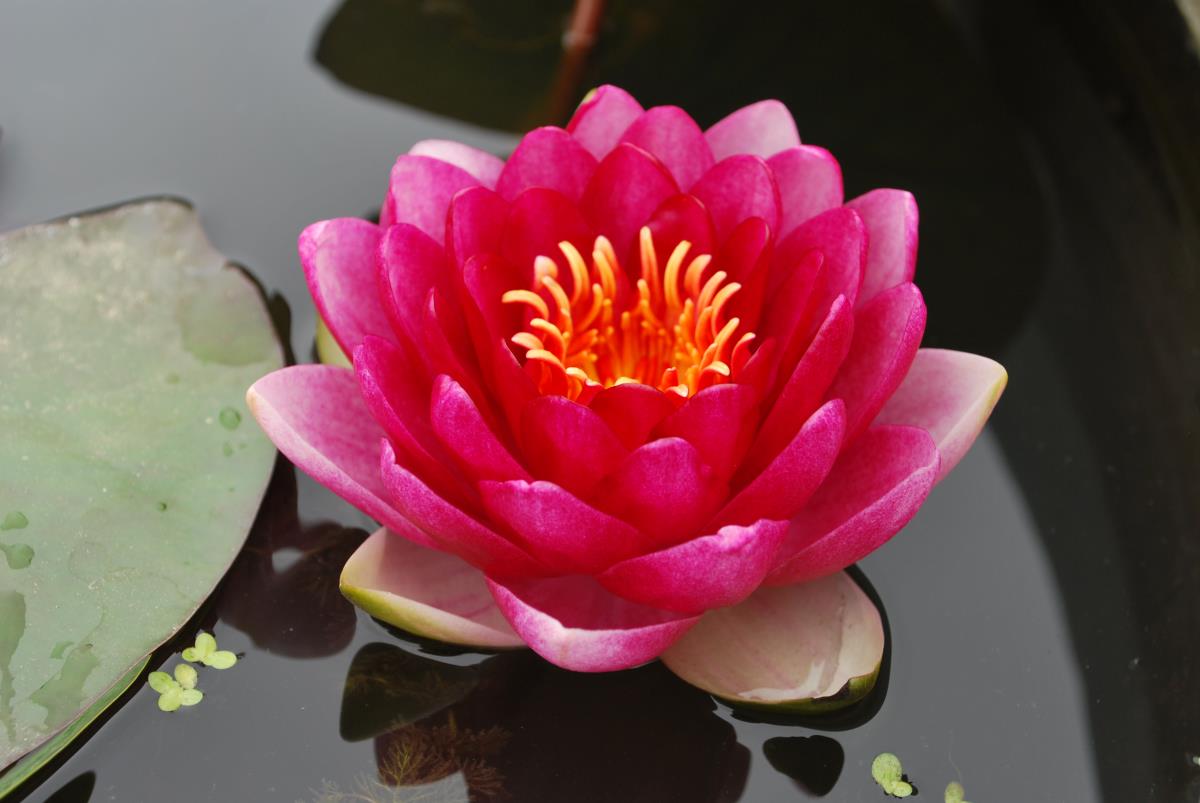 Red Nymphaea