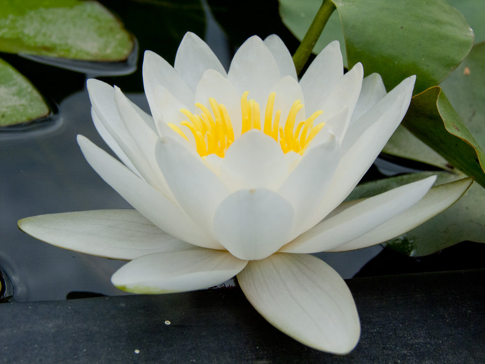 White Nymphaea