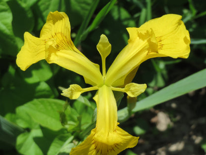 Marginal Pond Plant - (Potted 1 Litre) ~ Yellow Flag Iris - Iris Pseudacorus