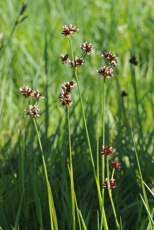 Marginal Pond Plant - (Potted 1 Litre) ~ Swordleaf Rush - Juncus Ensifolius