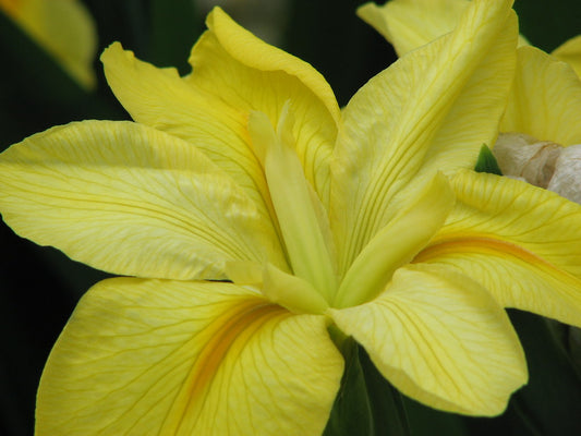 Marginal Pond Plant - (Potted 1 Litre) ~ Yellow Louisiana Iris - Iris Louisiana 'Laura Louise'