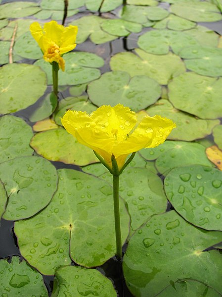 '- Fully Potted 3 Litre Deep Water Pond Plant - Yellow floating Heart - Nymphoides Peltata