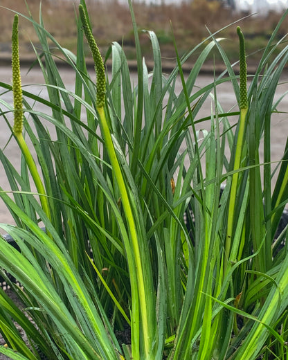 Marginal Pond Plant - (Potted 1 Litre) ~ Japanese sweet flag - Acorus Gramineus