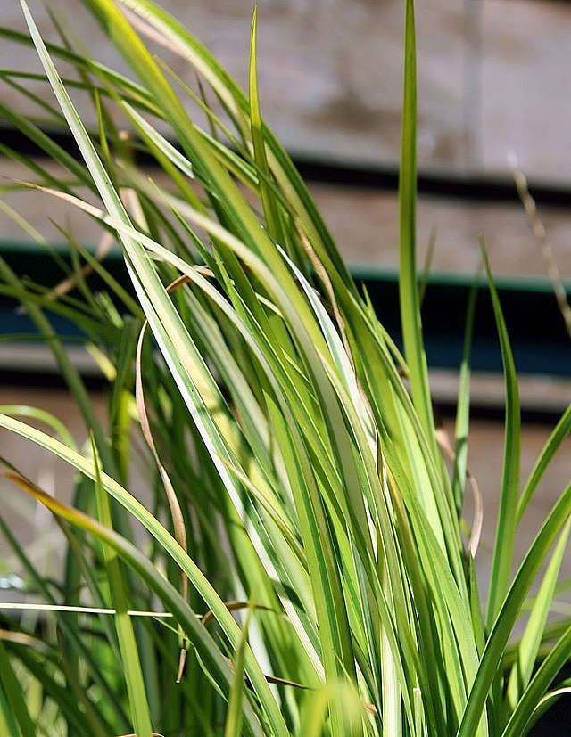 Marginal Pond Plant - (Potted 1 Litre) ~ Golden Gramineus - Acorus Gramineus Ogon