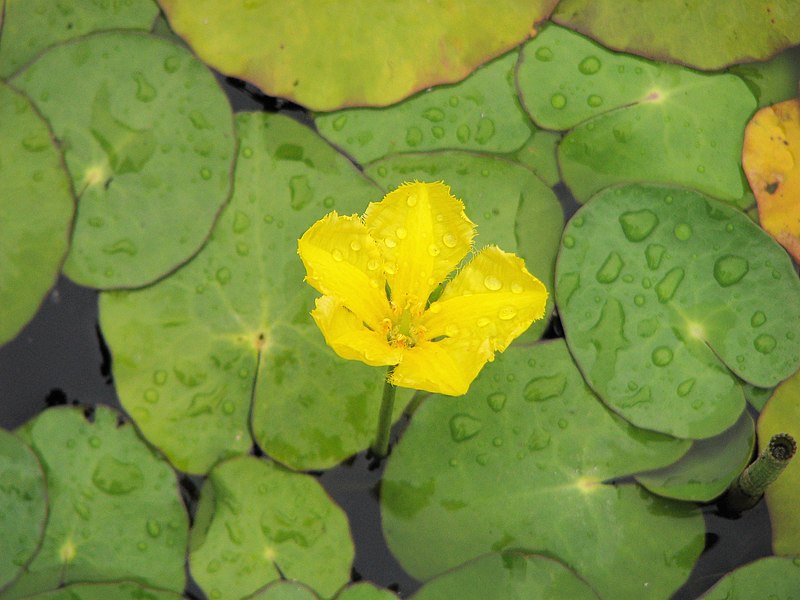 '- Fully Potted 3 Litre Deep Water Pond Plant - Yellow floating Heart - Nymphoides Peltata